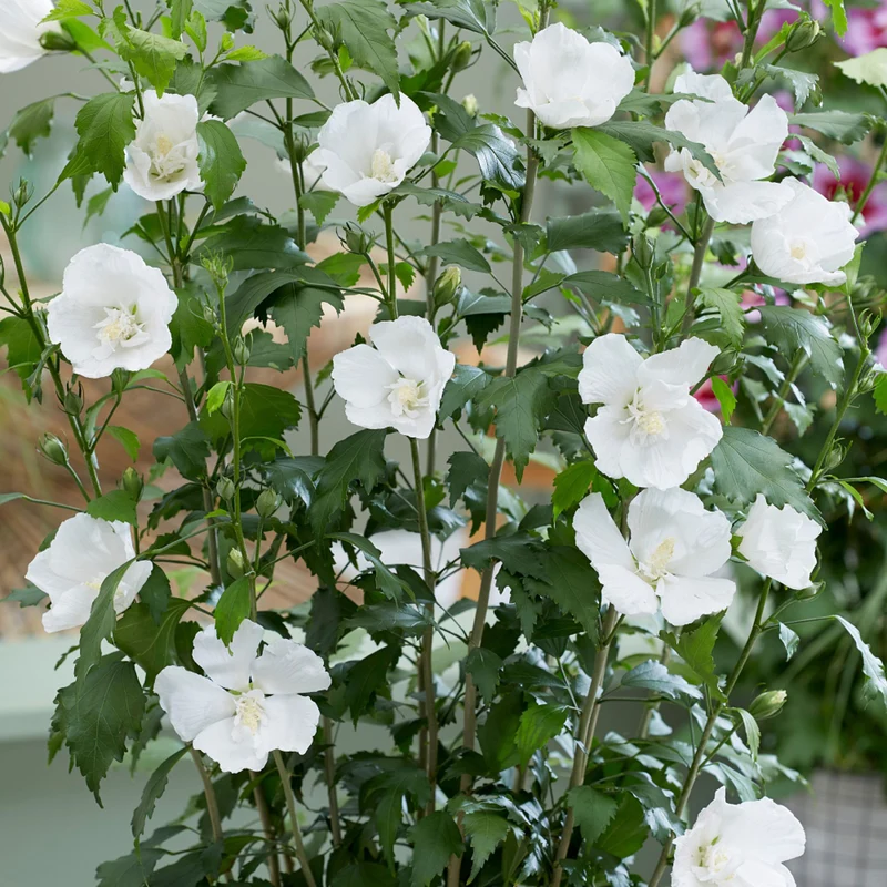 Säulen-Hibiskus 'Flower Tower®'