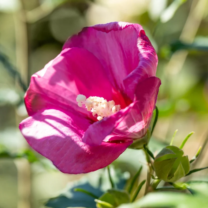 Säulen-Hibiskus 'Flower Tower®'
