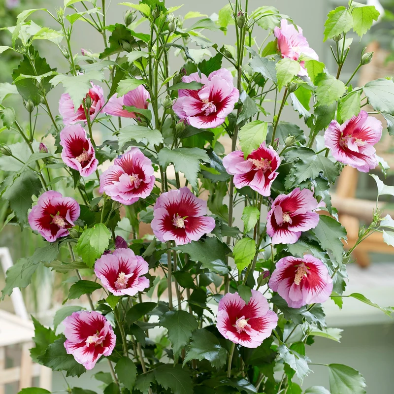 Säulen-Hibiskus 'Flower Tower®'