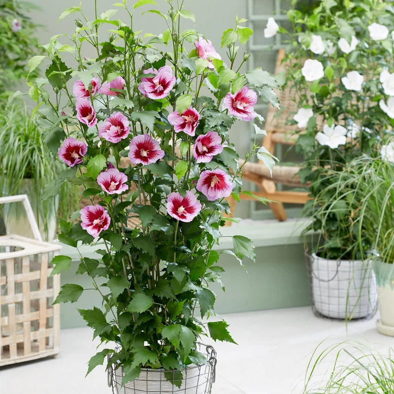 Säulen-Hibiskus 'Flower Tower®'