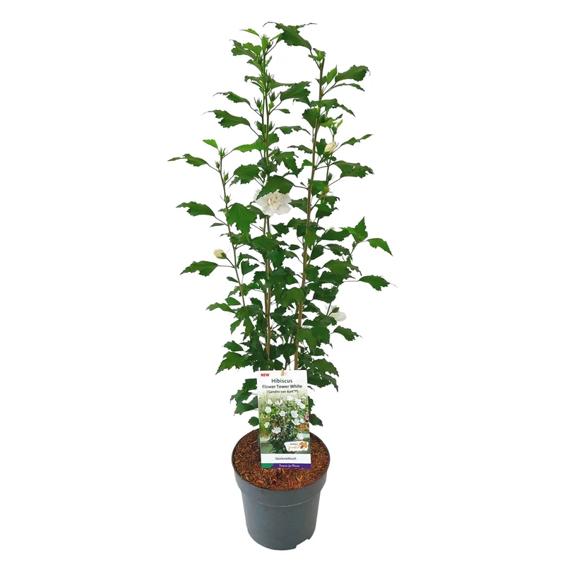 Säulen-Hibiskus 'Flower Tower®'