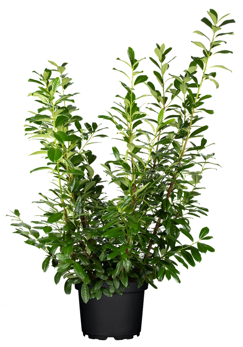 Kirschlorbeer-Hecke 'Novita'