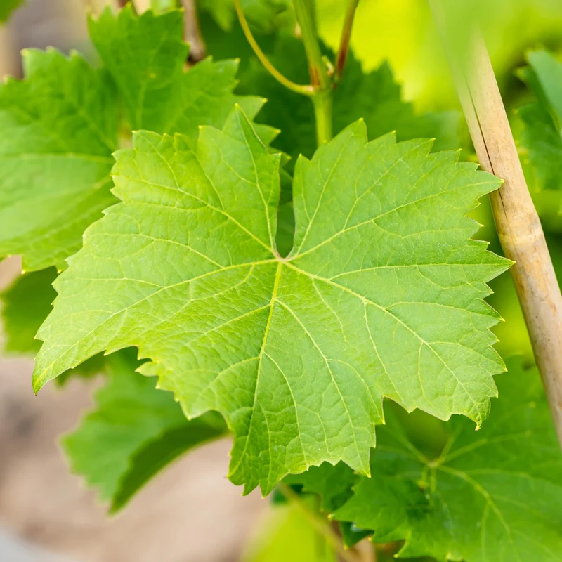 Bio Weinrebe 'Nero'