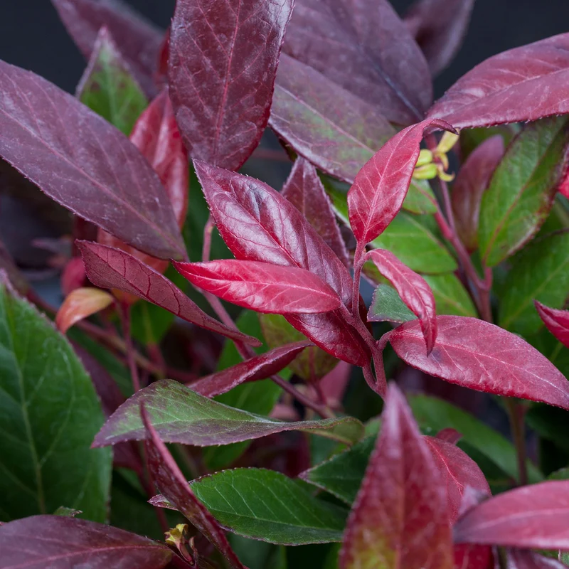 Traubenheide 'Scarletta'