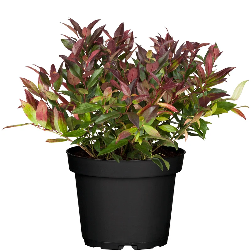Traubenheide 'Scarletta'