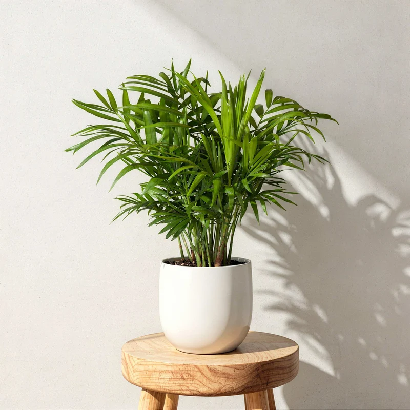 Bergpalme
