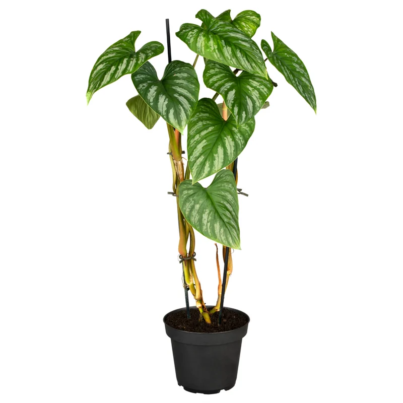 Baumfreund 'Mamei'
