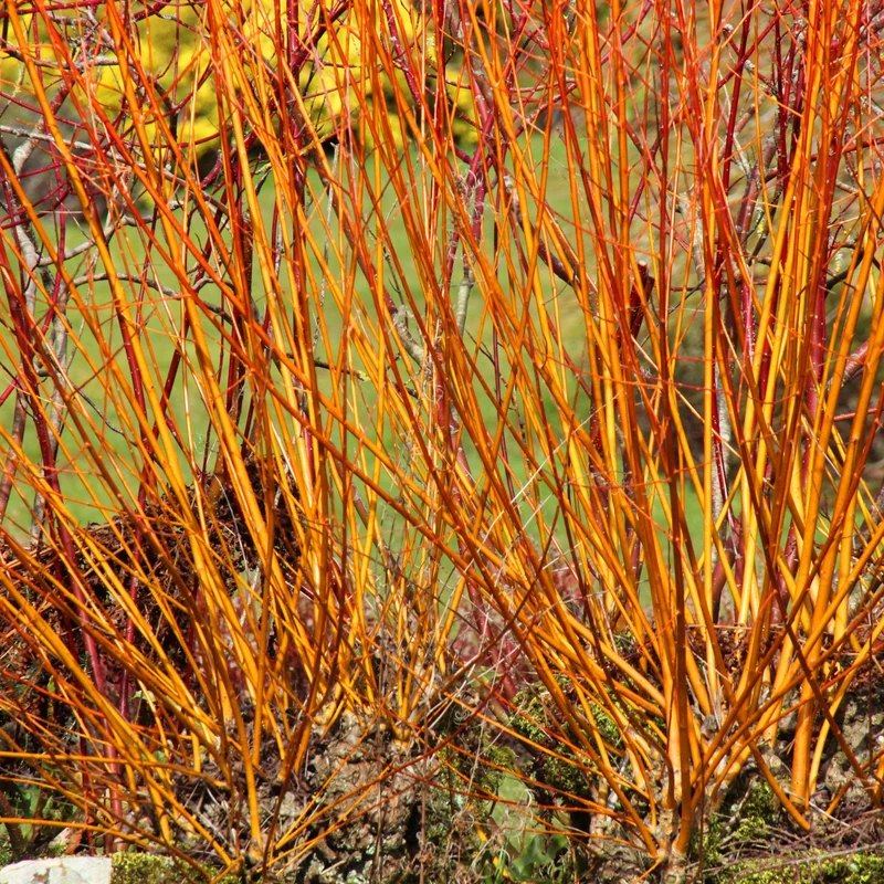 Roter Hartriegel 'Midwinter Fire'