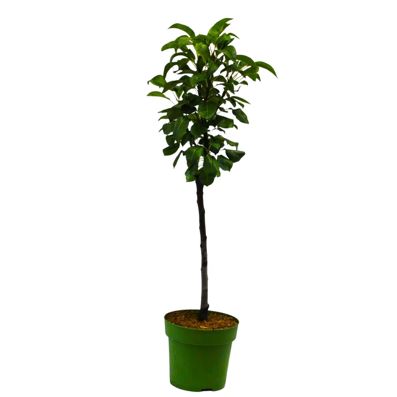 Bio Zwergbirne Zwergenstar® 'Delsanne'