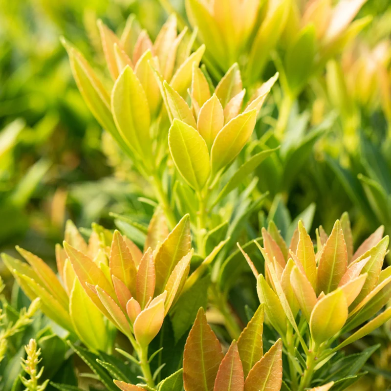 Lavendelheide 'Prelude'