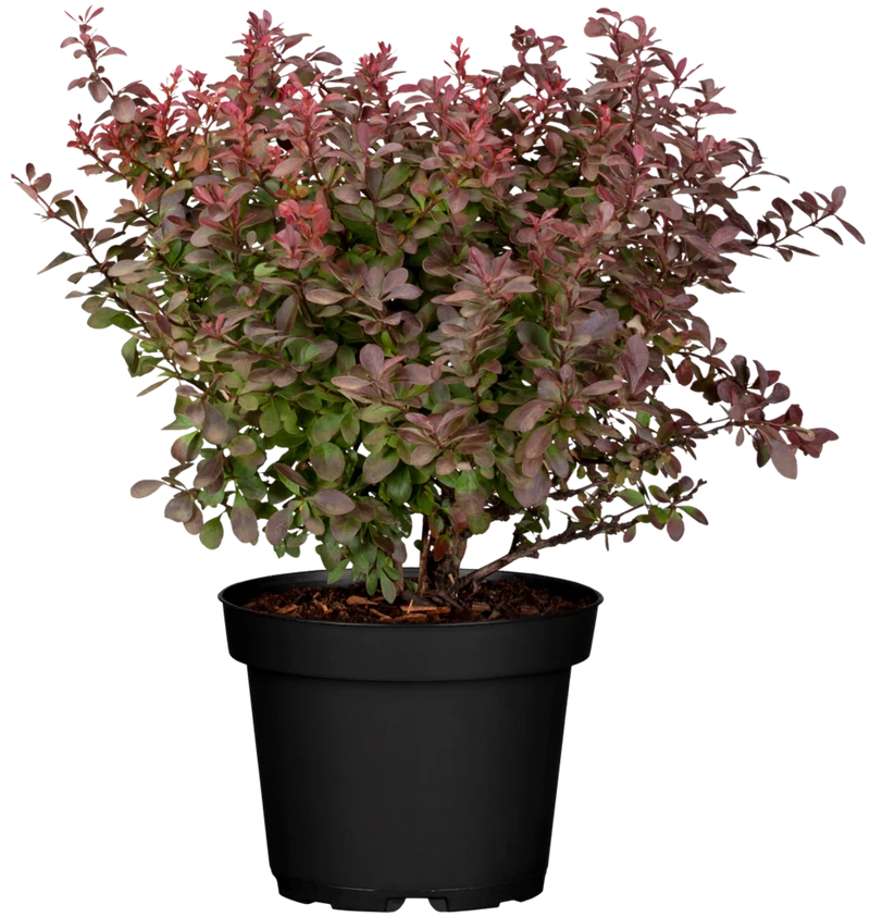 Berberitze 'Atropurpurea Nana'
