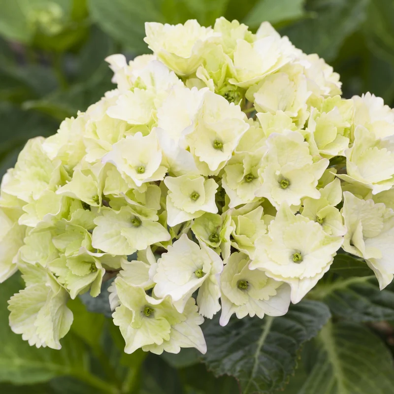 Bauernhortensie 'Magical Noblesse®'