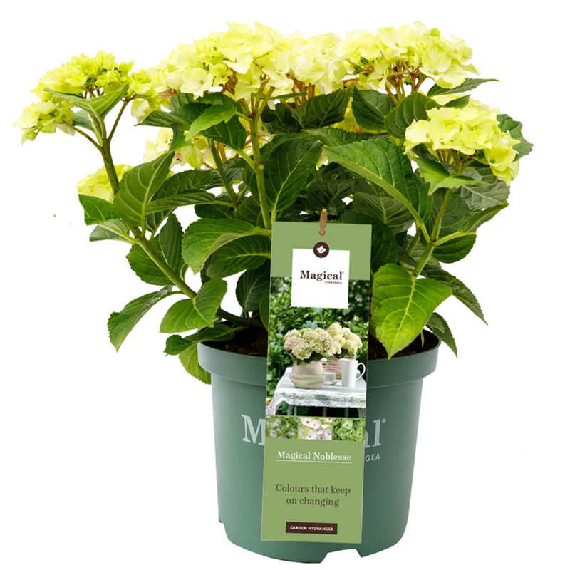 Bauernhortensie 'Magical Noblesse®'