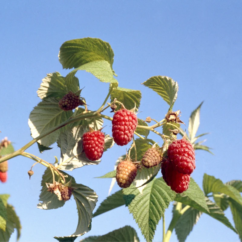 Bio Himbeere 'Schönemann'