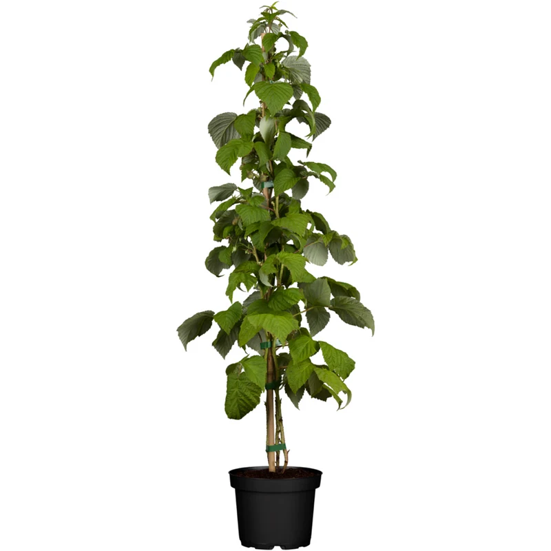 Bio Himbeere 'Schönemann'