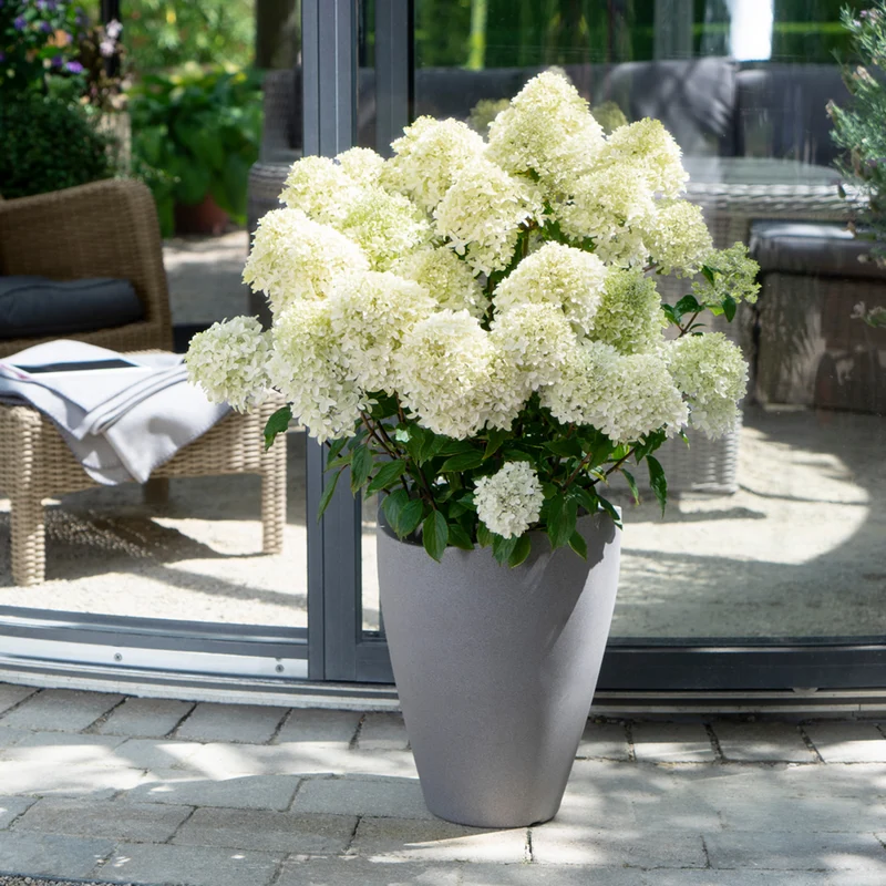 Rispenhortensie 'Whitelight®'