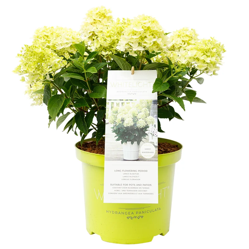 Rispenhortensie 'Whitelight®'