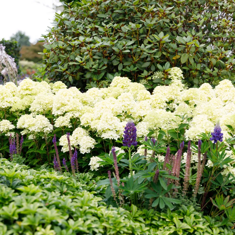 Rispenhortensie 'Whitelight®'