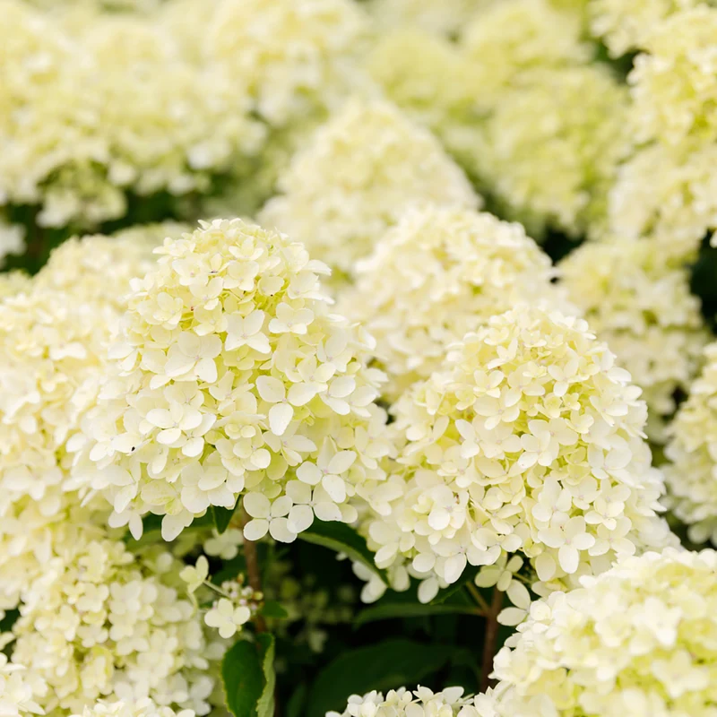 Rispenhortensie 'Whitelight®'