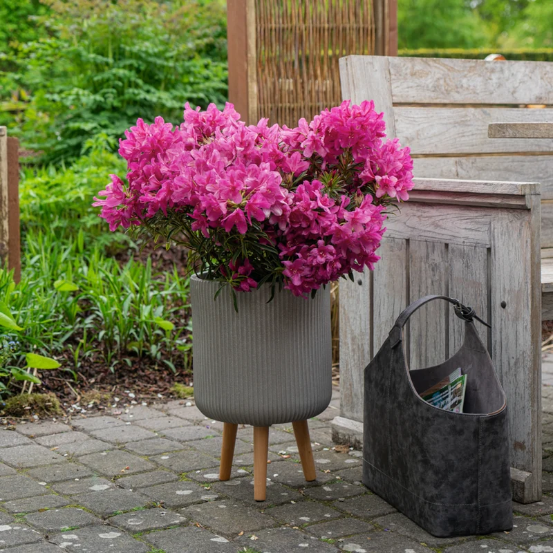Rhododendron 'Grazeasy®'