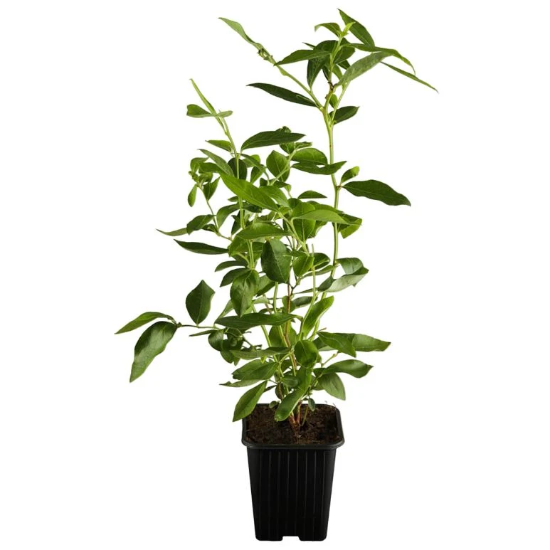 Bio-Obst Heidelbeere, 2 Pflanzen