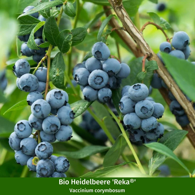 Bio-Obst Heidelbeere, 2 Pflanzen