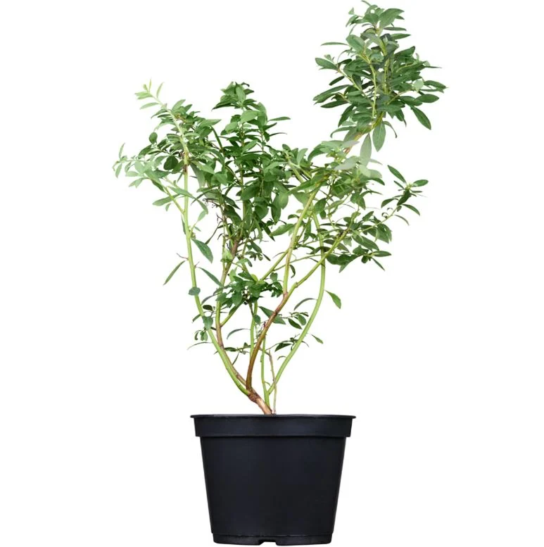 Bio-Obst Heidelbeere, 2 Pflanzen