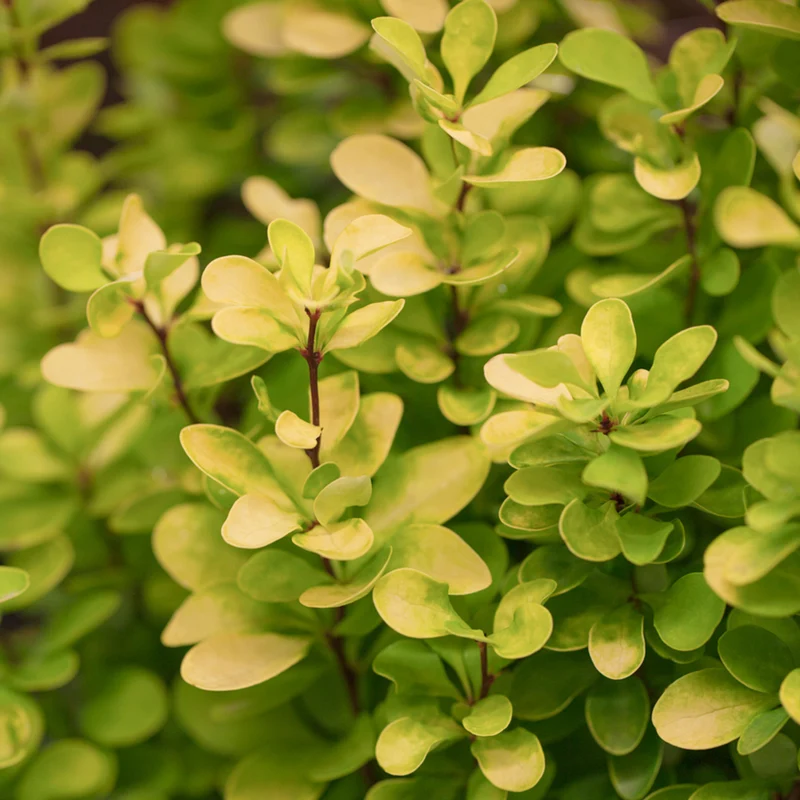 Berberitze 'Golden Rocket'