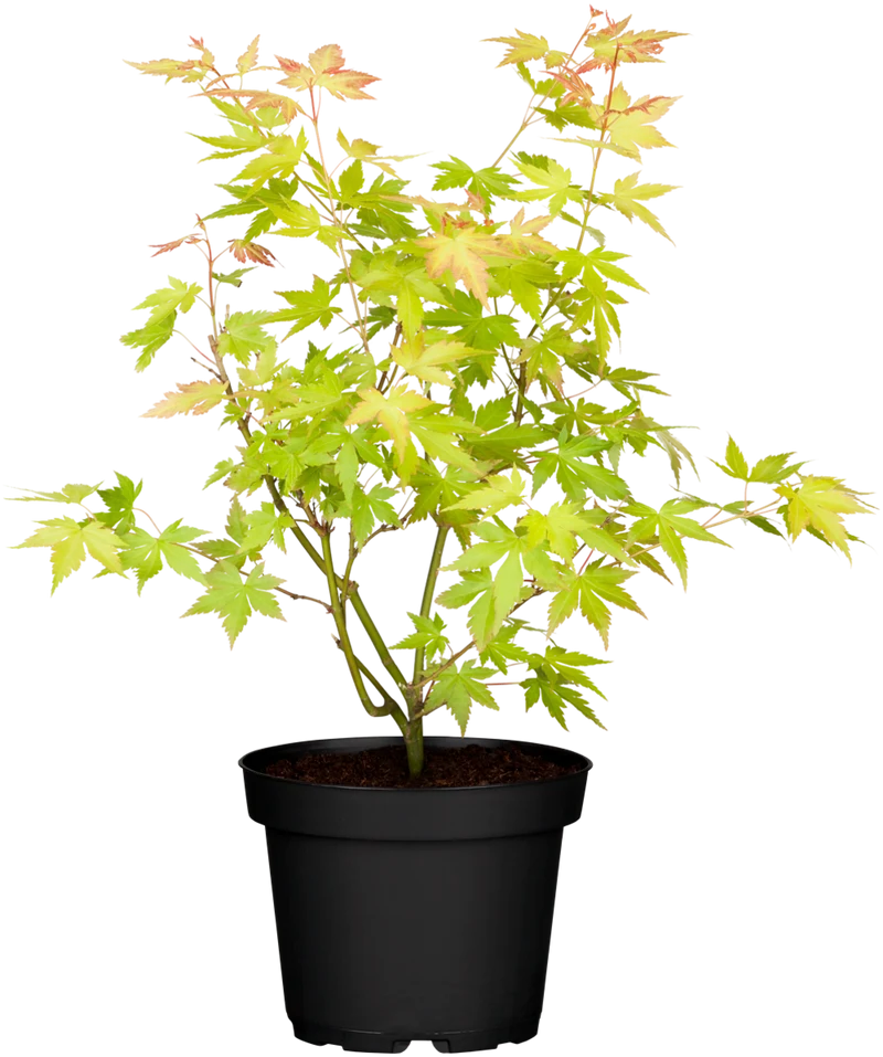 Fächerahorn 'Orange Dream'
