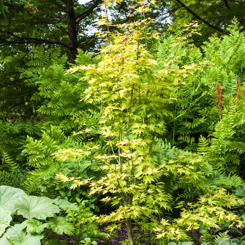 Fächerahorn 'Orange Dream'
