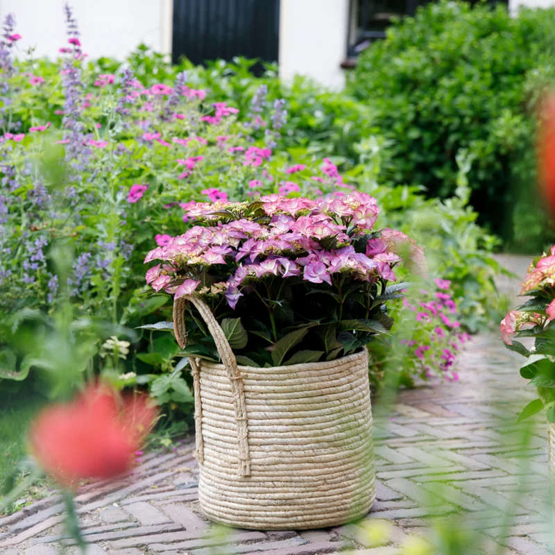 Bauernhortensie Royalty Collection® 'Tiffany'