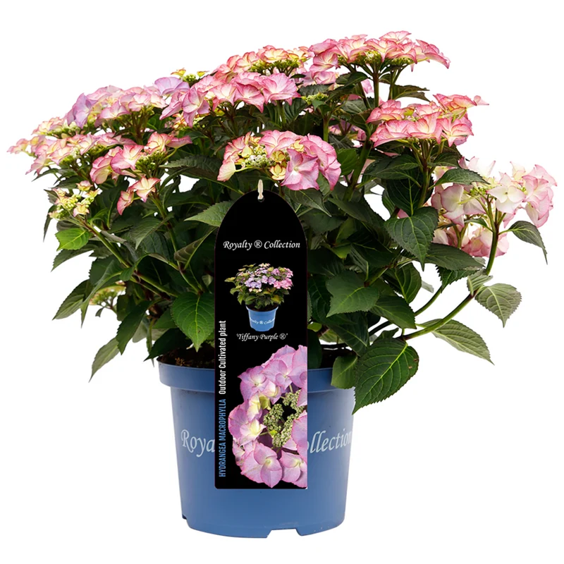 Bauernhortensie Royalty Collection® 'Tiffany'