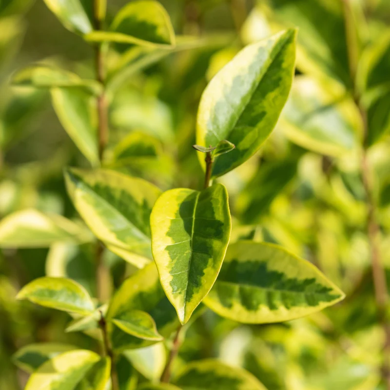 Goldliguster 'Aureum'