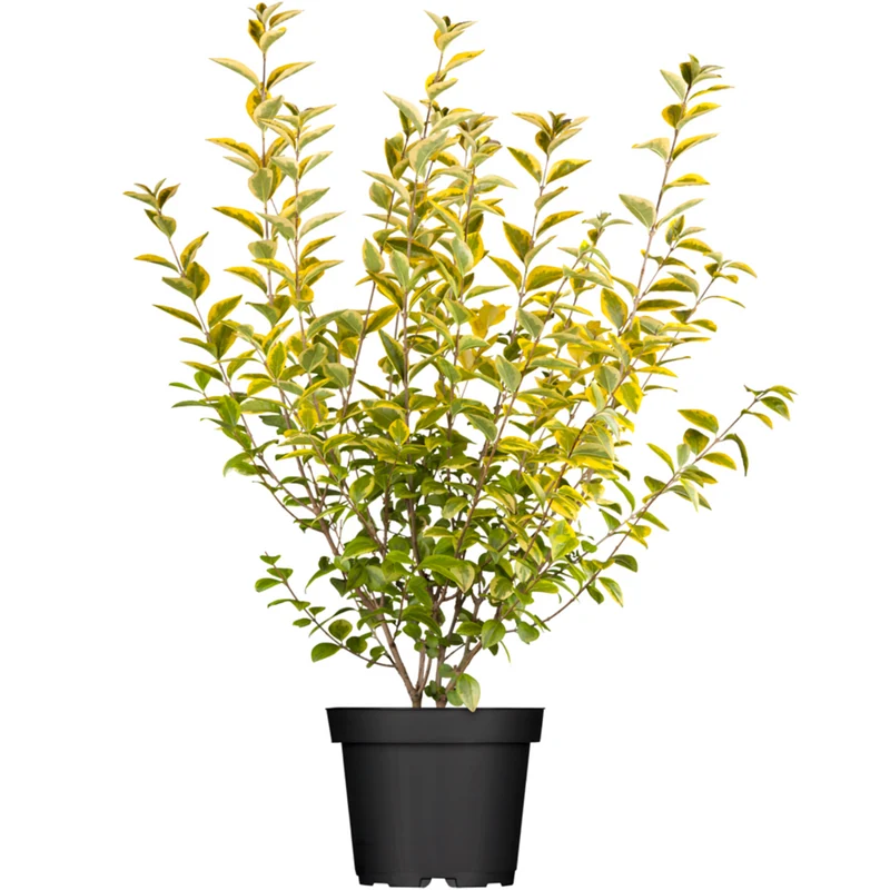 Goldliguster 'Aureum'