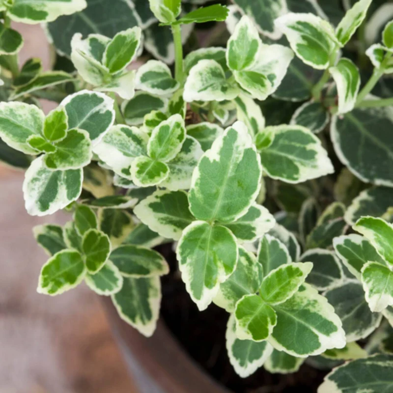 Weißbunte Kriechspindel 'Emerald Gaiety'