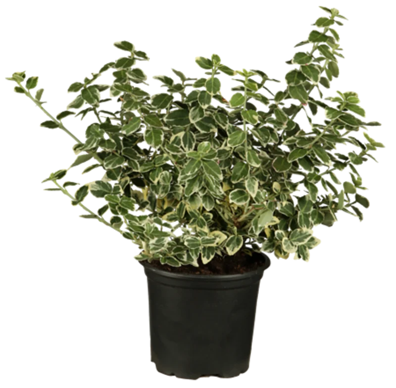 Weißbunte Kriechspindel 'Emerald Gaiety'