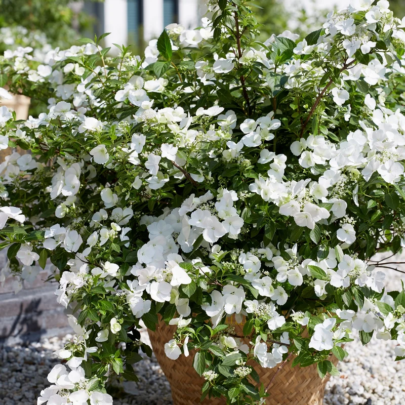 Girlandenhortensie 'Runaway Bride®'