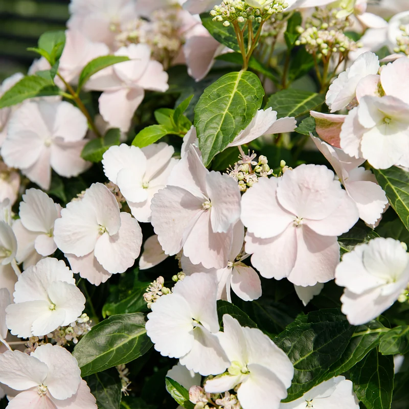 Girlandenhortensie 'Runaway Bride®'