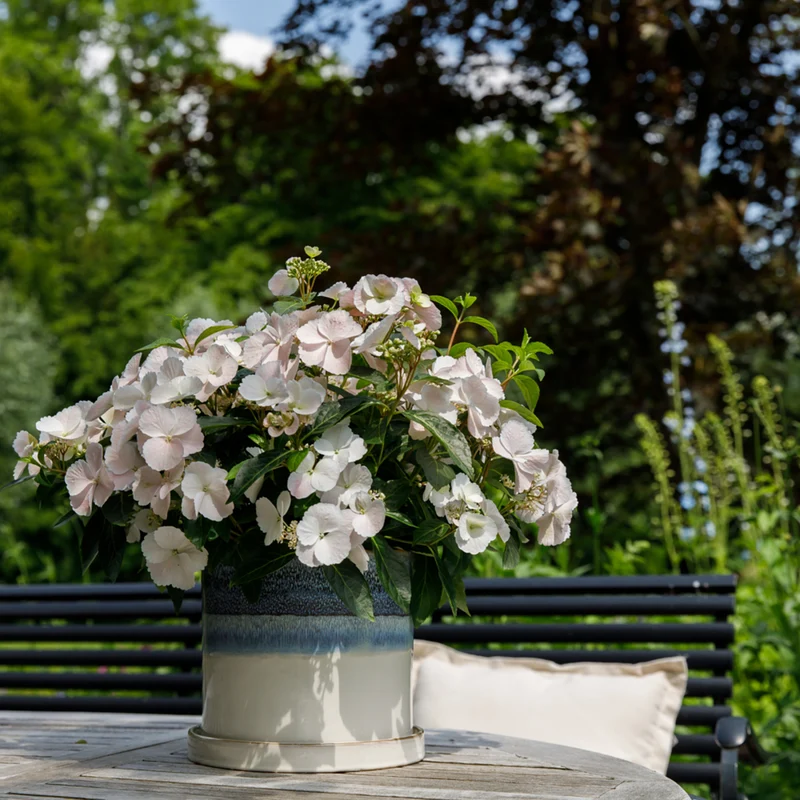 Girlandenhortensie 'Runaway Bride®'