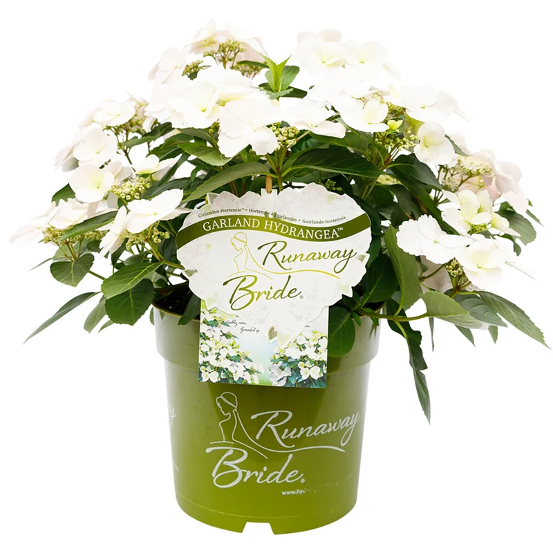 Girlandenhortensie 'Runaway Bride®'