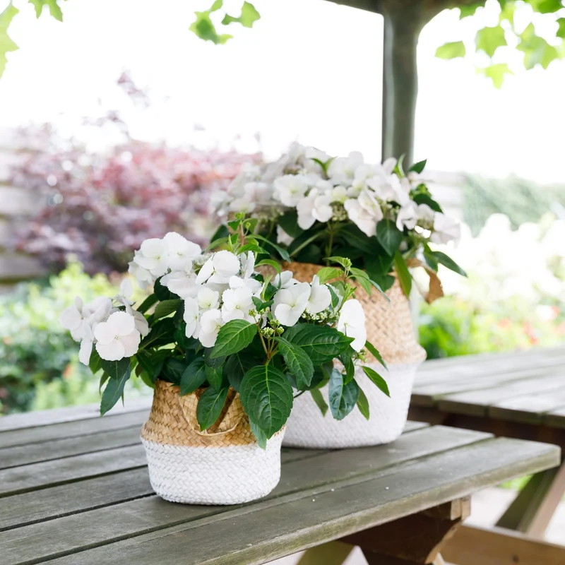 Girlandenhortensie 'Runaway Bride®'
