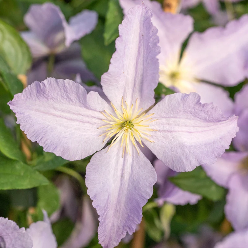 Clematis 'Aniol-Blue Angel'