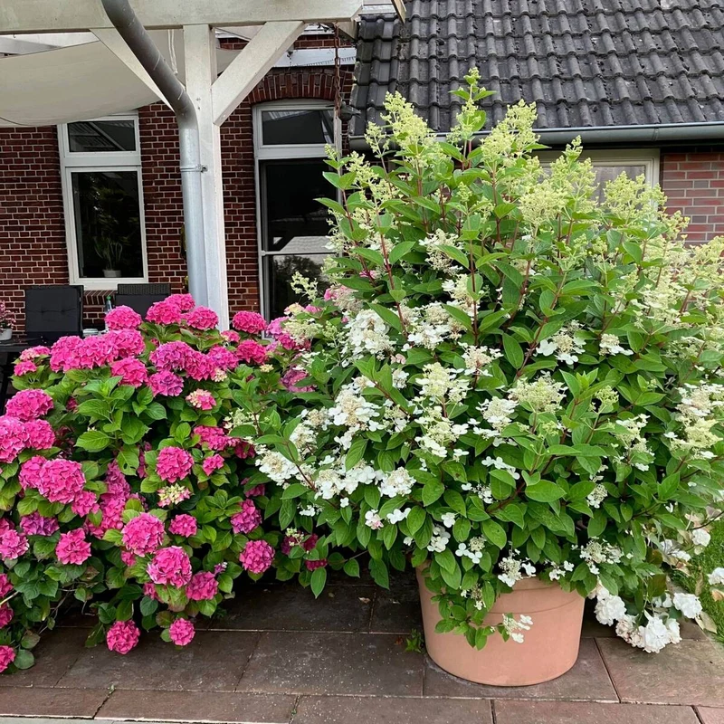 Rispenhortensie 'Kyushu'