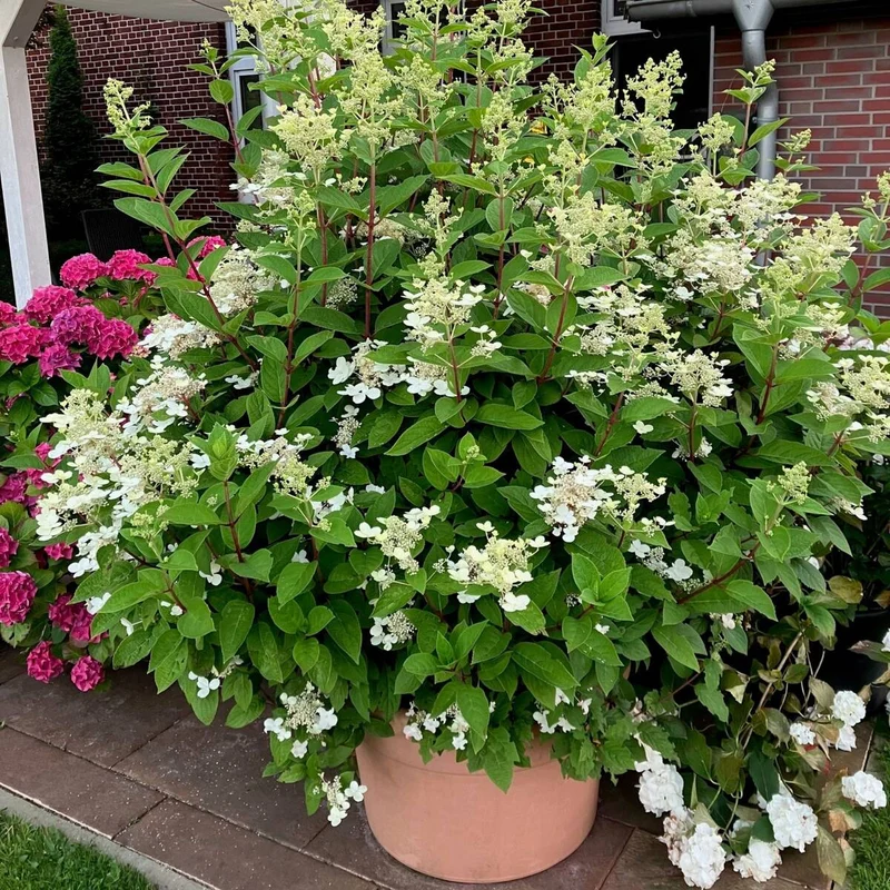 Rispenhortensie 'Kyushu'