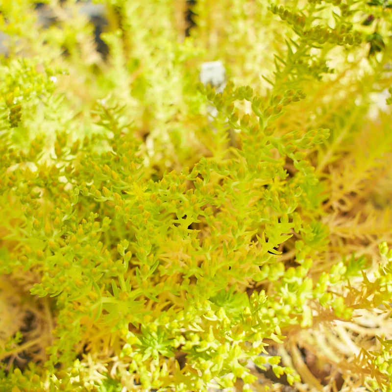 Fetthenne 'Yellow Bouquet'