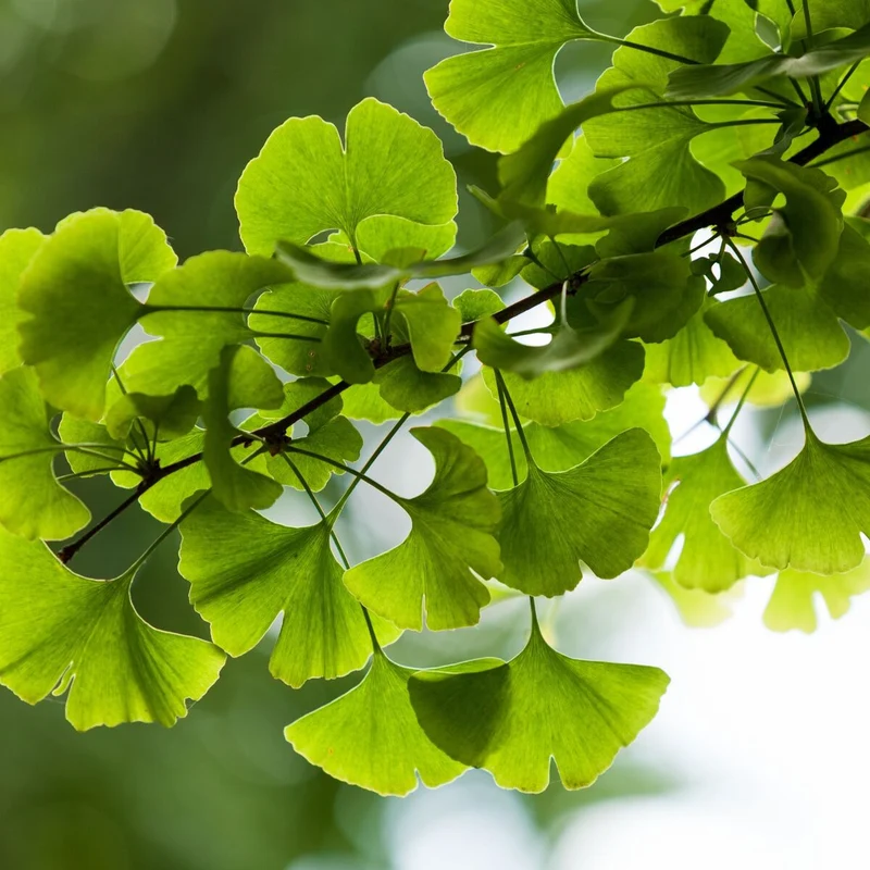 Fächerblattbaum 'Menhir®'