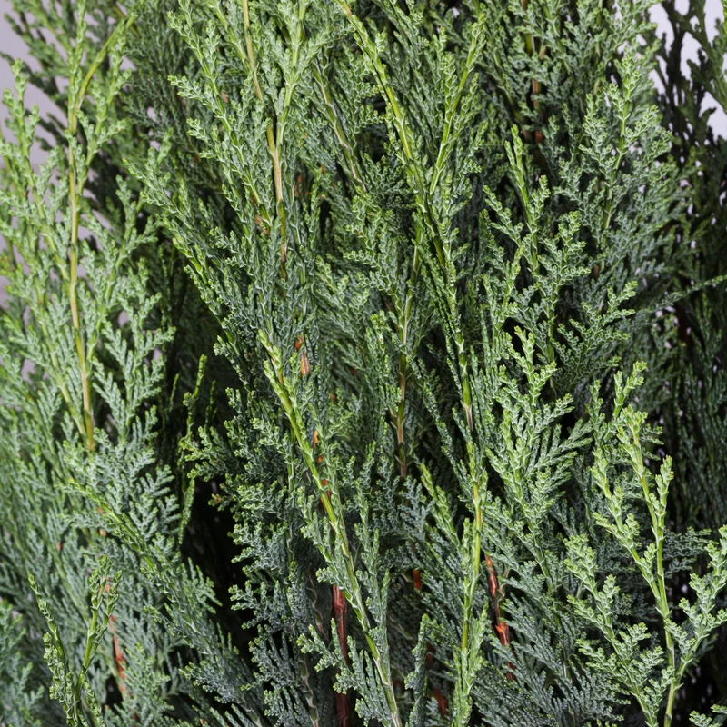 Blaue Scheinzypresse 'Columnaris Glauca'