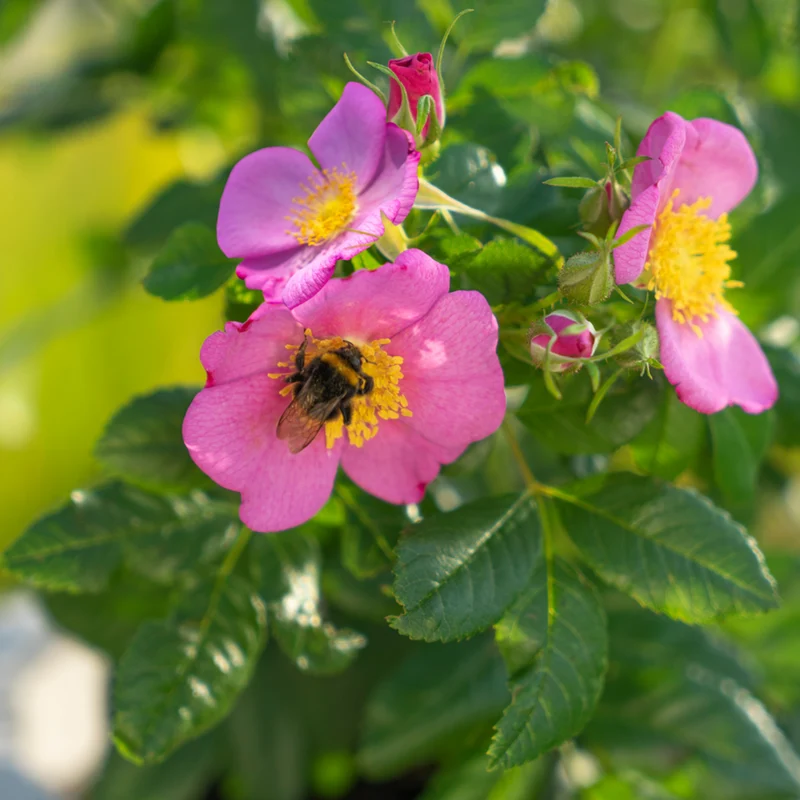 Strauchrose Rosy Boom® 'Wildlife'