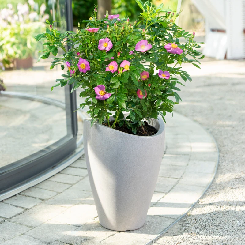 Strauchrose Rosy Boom® 'Wildlife'