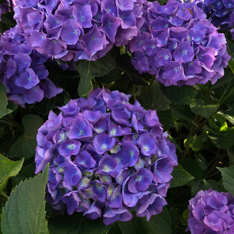 Bauernhortensie Endless Summer® 'Summer Love'